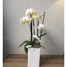Elegante Orchidee